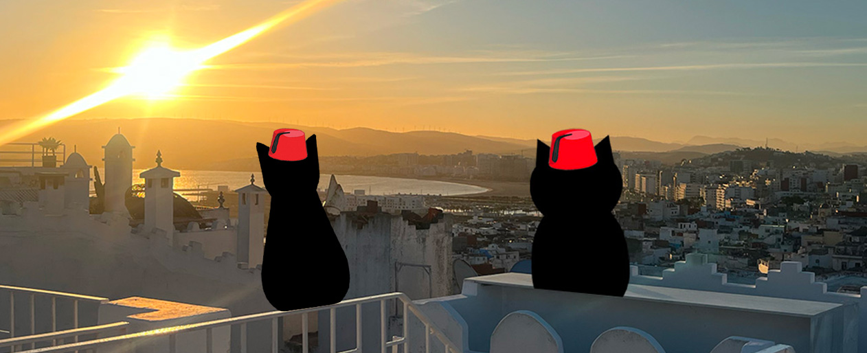 Le Chat tanjaoui Instagram